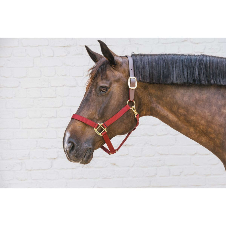 Kentucky Halter Nylon Breakaway Bordeaux