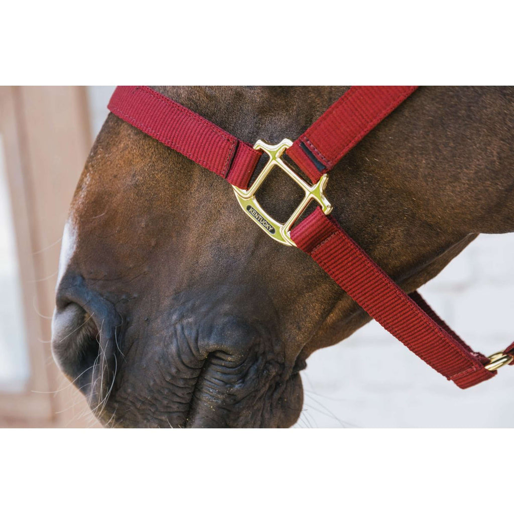 Kentucky Halter Nylon Breakaway Bordeaux