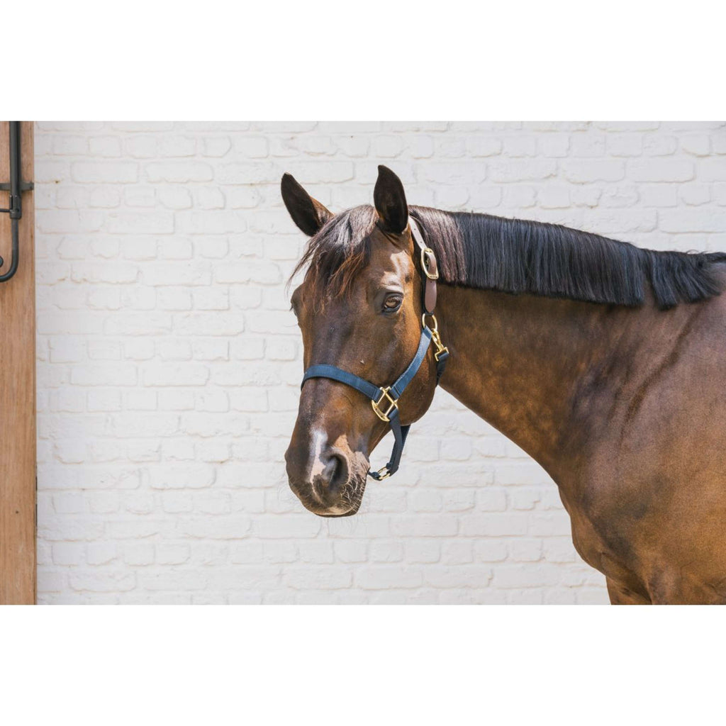 Kentucky Halter Nylon Breakaway Navy