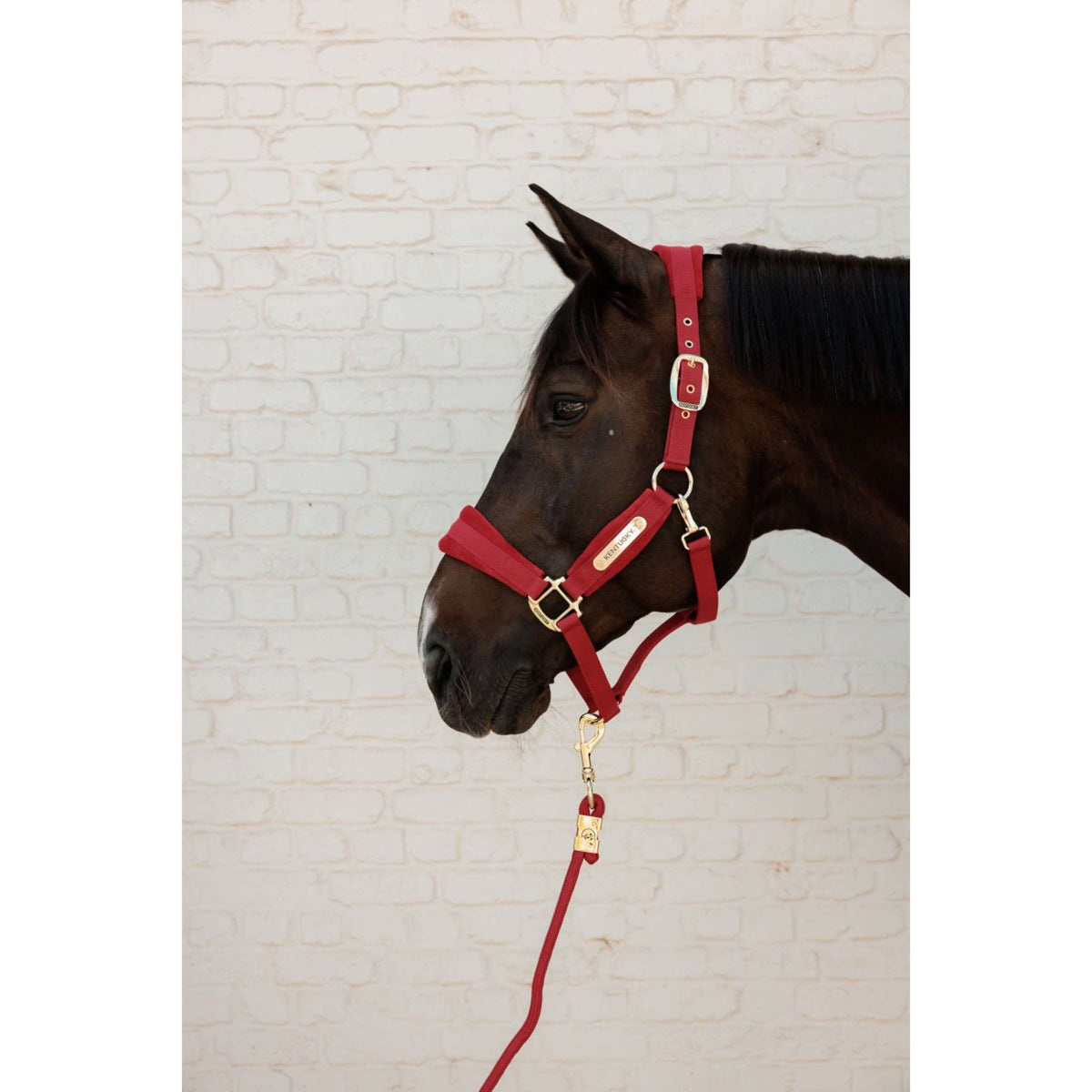 Kentucky Lead Rope Basic Red