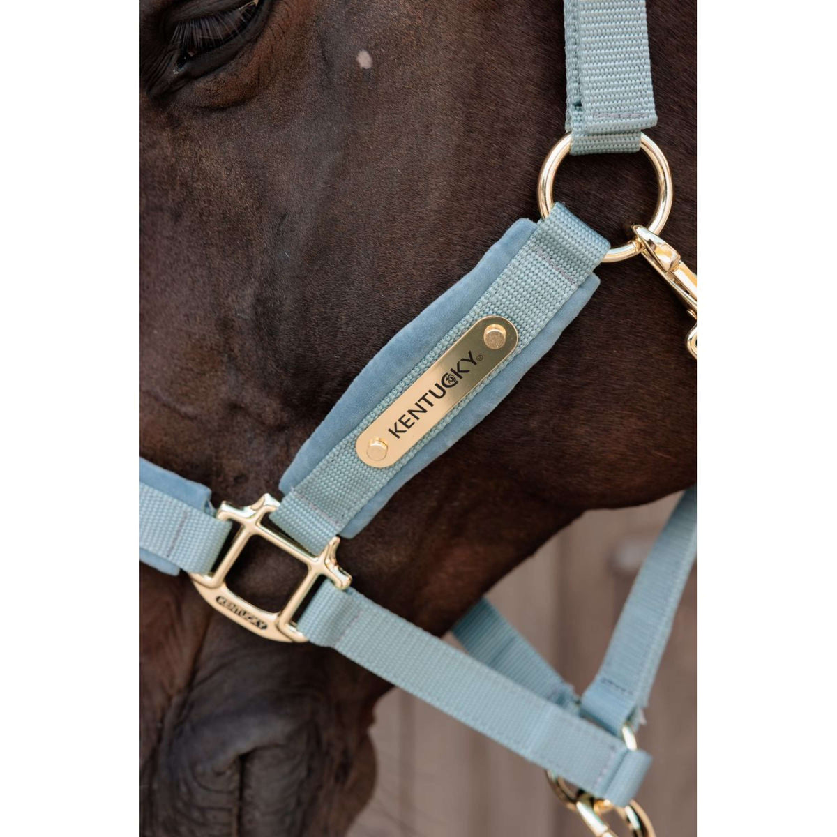 Kentucky Halter Velvet Lightblue
