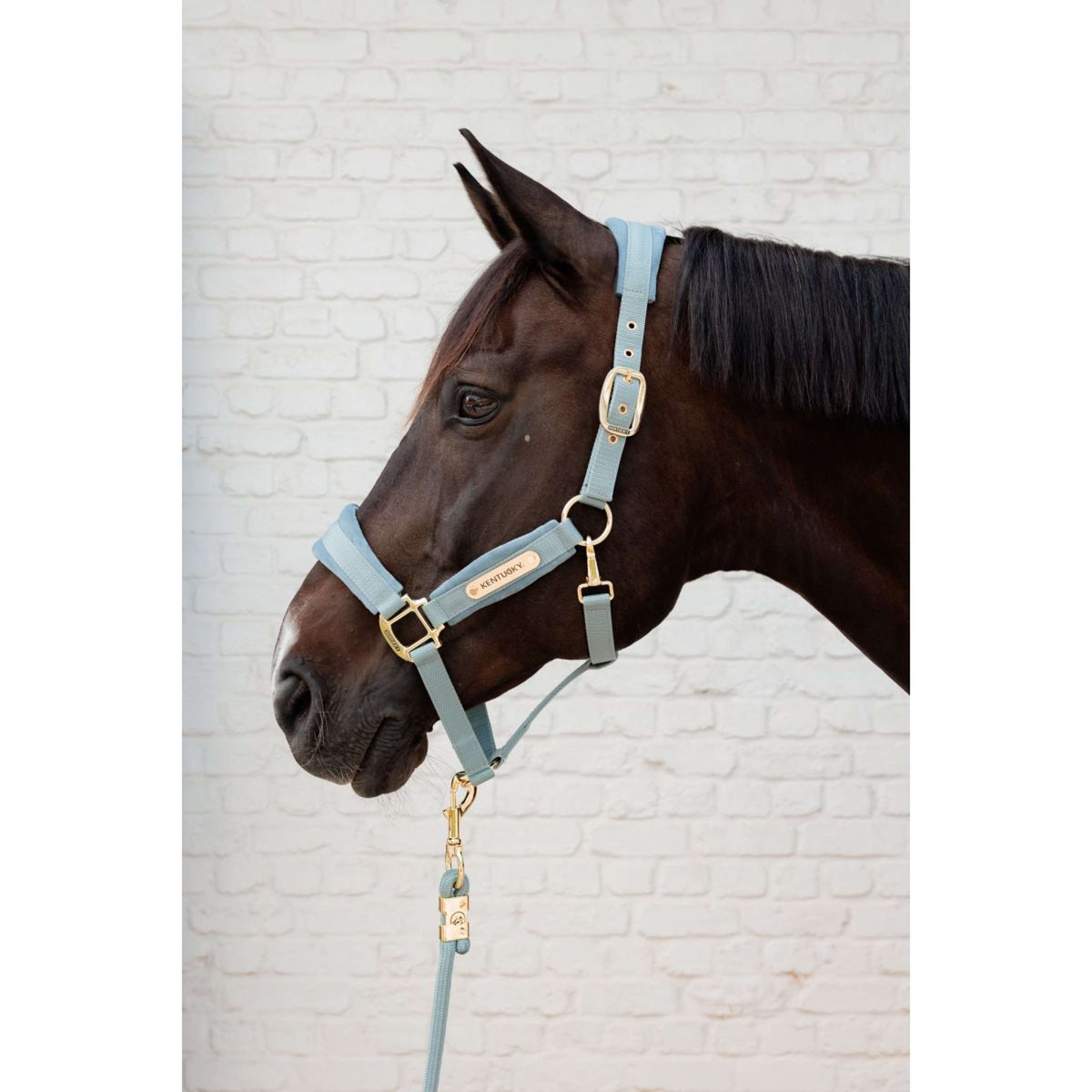 Kentucky Lead Rope Basic Lightblue