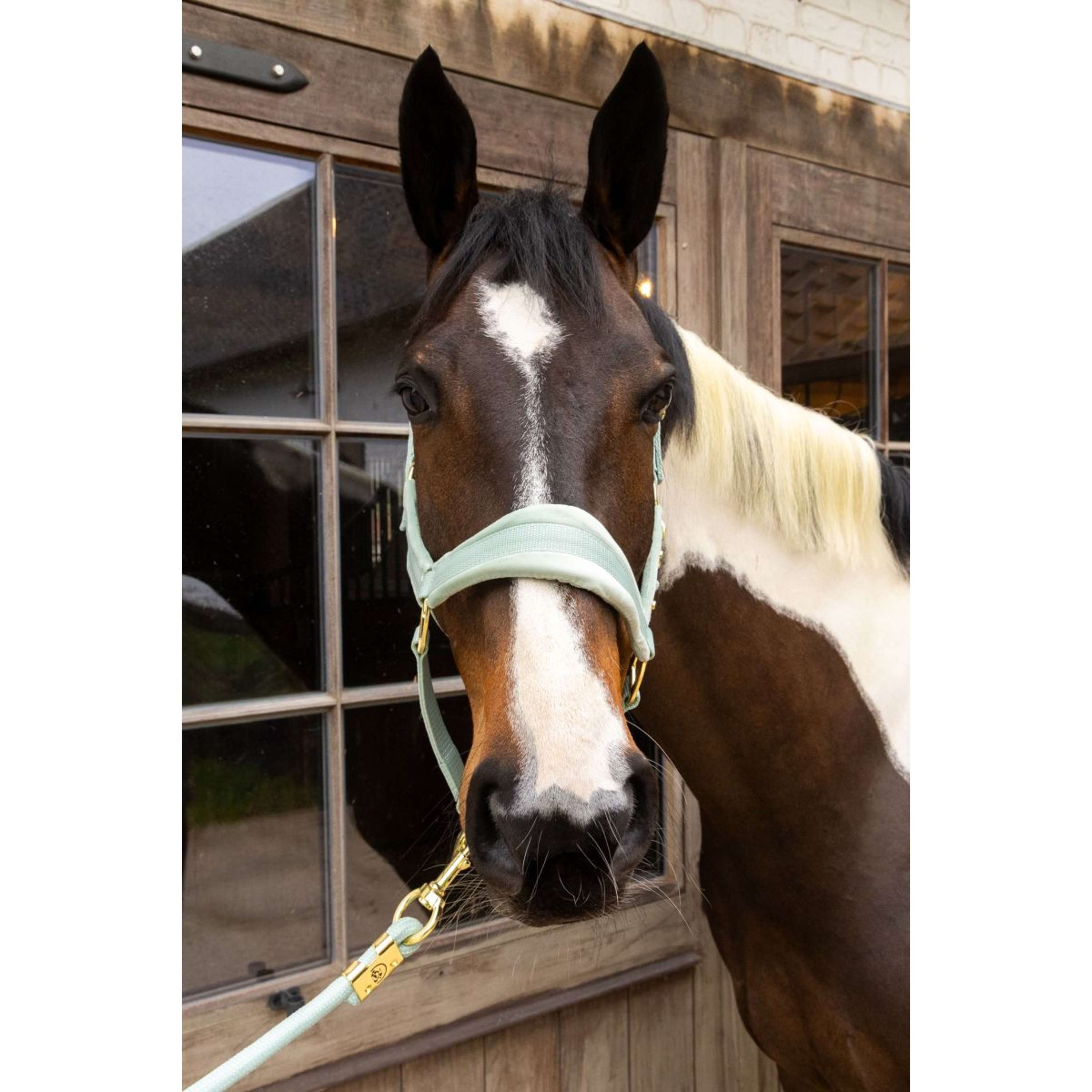 Kentucky Halter Velvet Mint