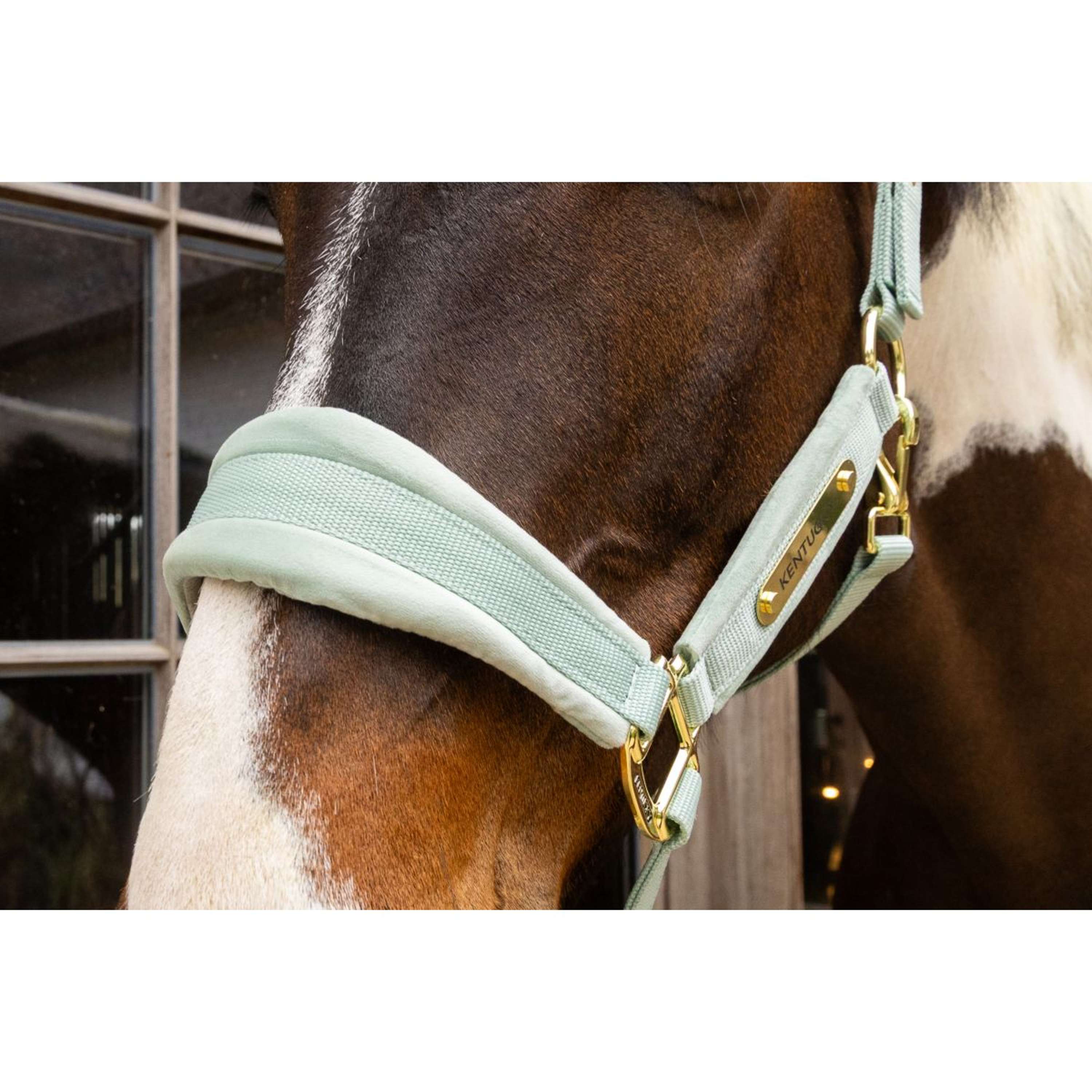 Kentucky Halter Velvet Mint