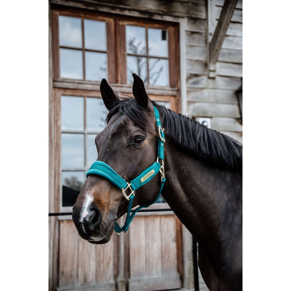 Kentucky Halter Velvet Emerald