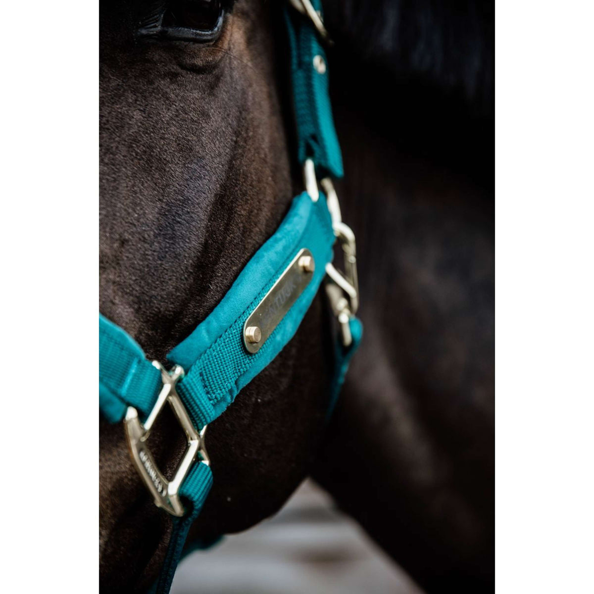 Kentucky Halter Velvet Emerald