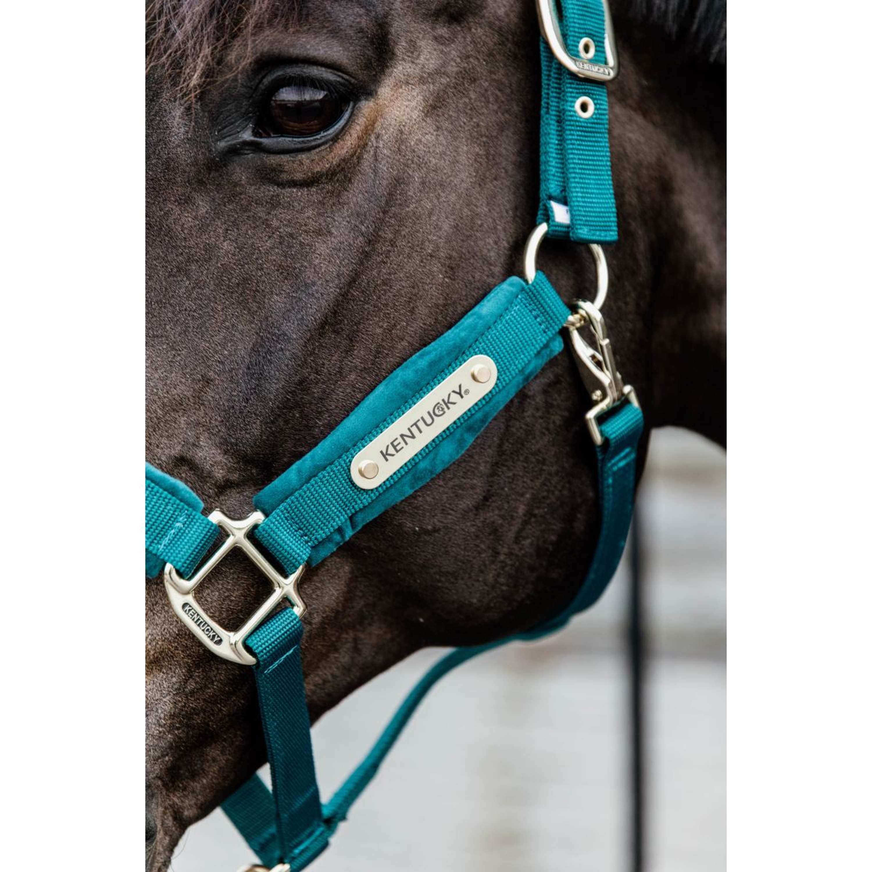 Kentucky Halter Velvet Emerald