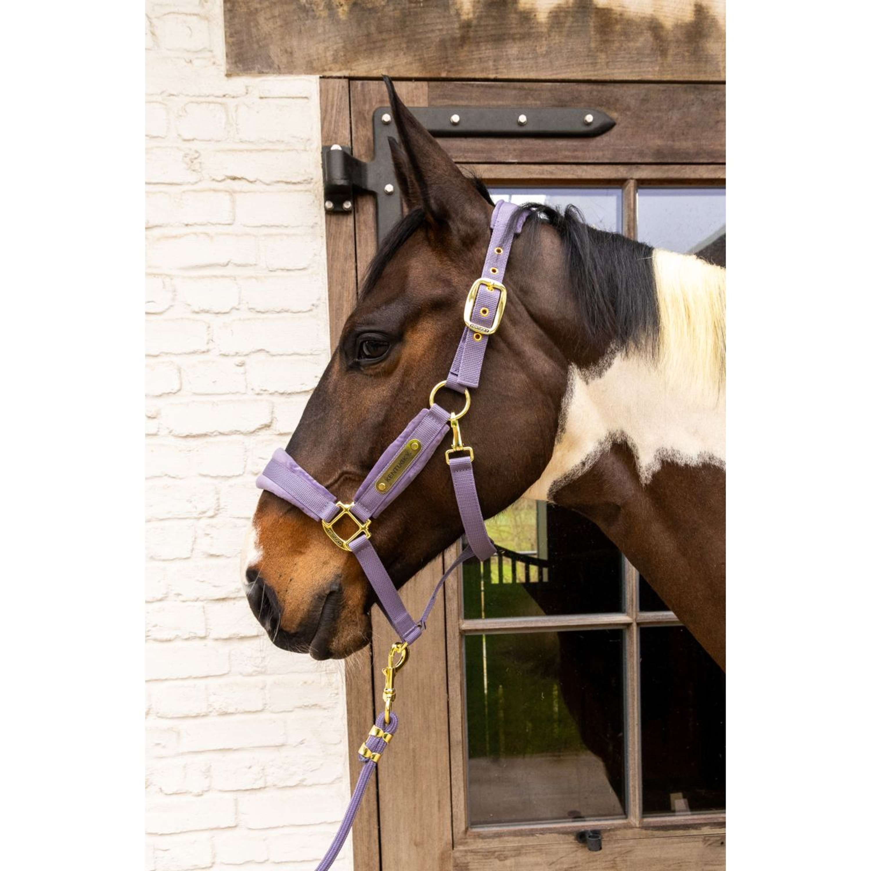Kentucky Halter Velvet Purple
