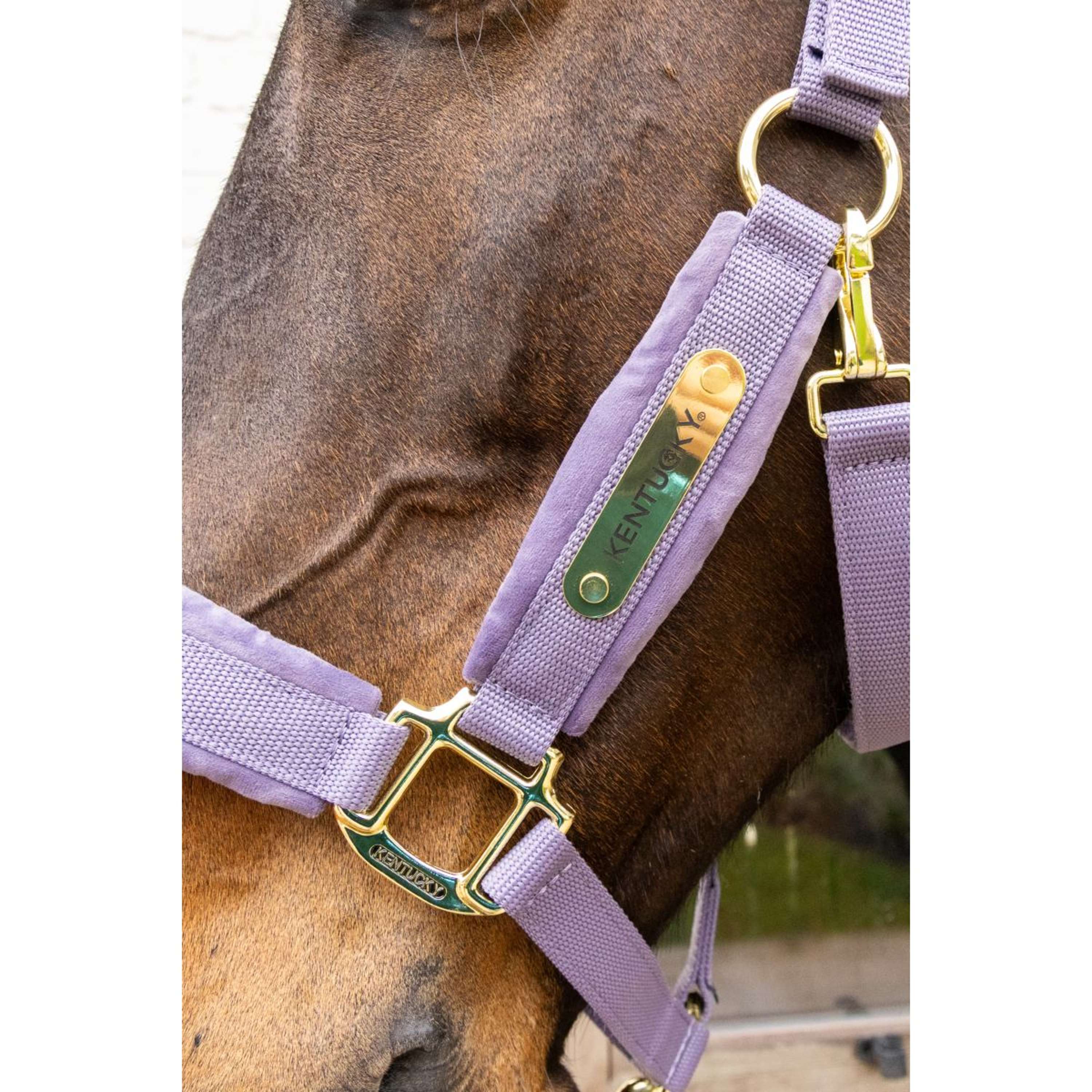 Kentucky Halter Velvet Purple