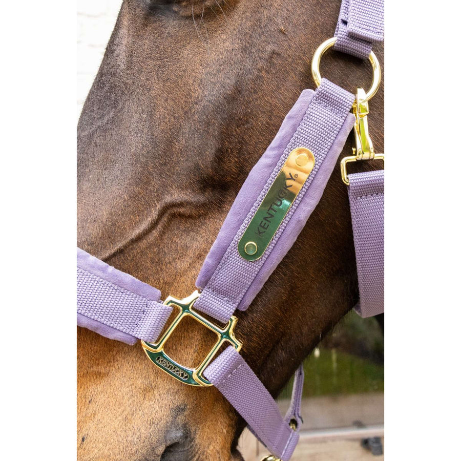 Kentucky Halter Velvet Purple