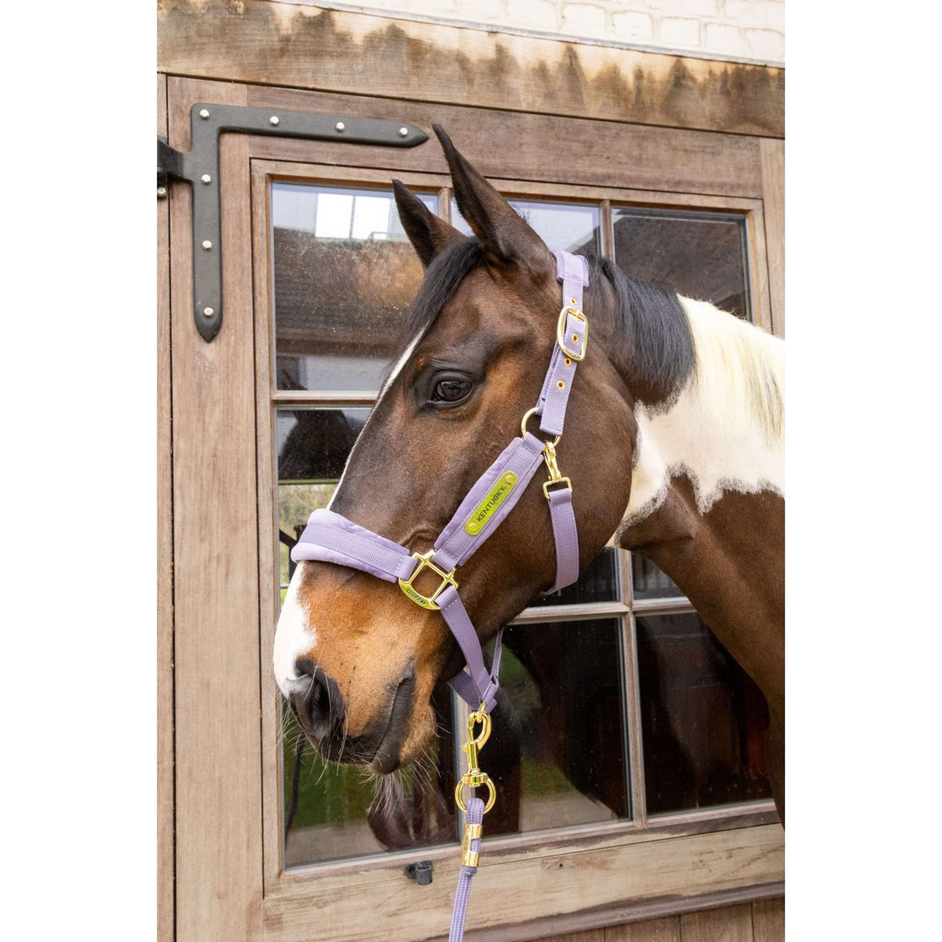 Kentucky Halter Velvet Purple