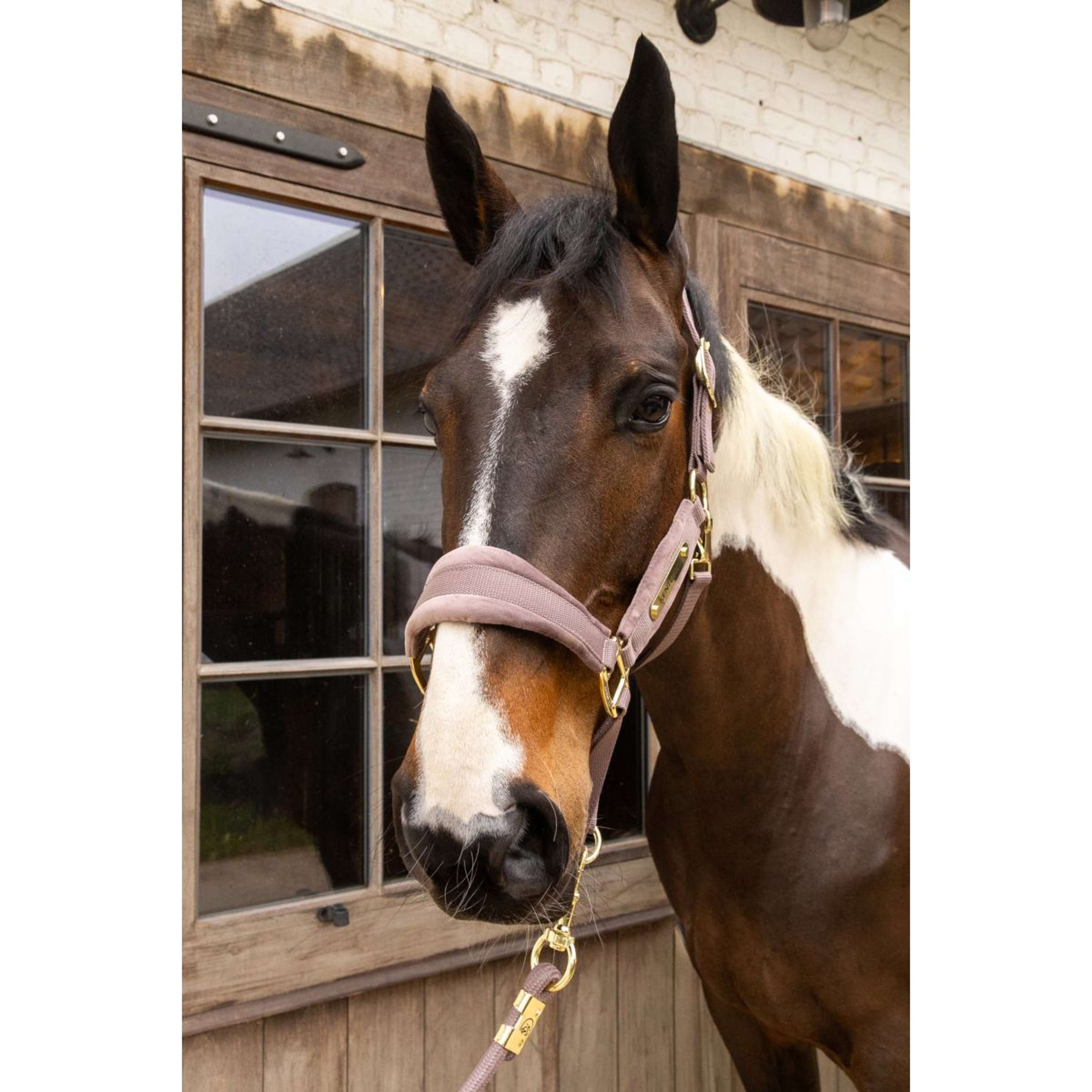 Kentucky Halter Velvet Lilac