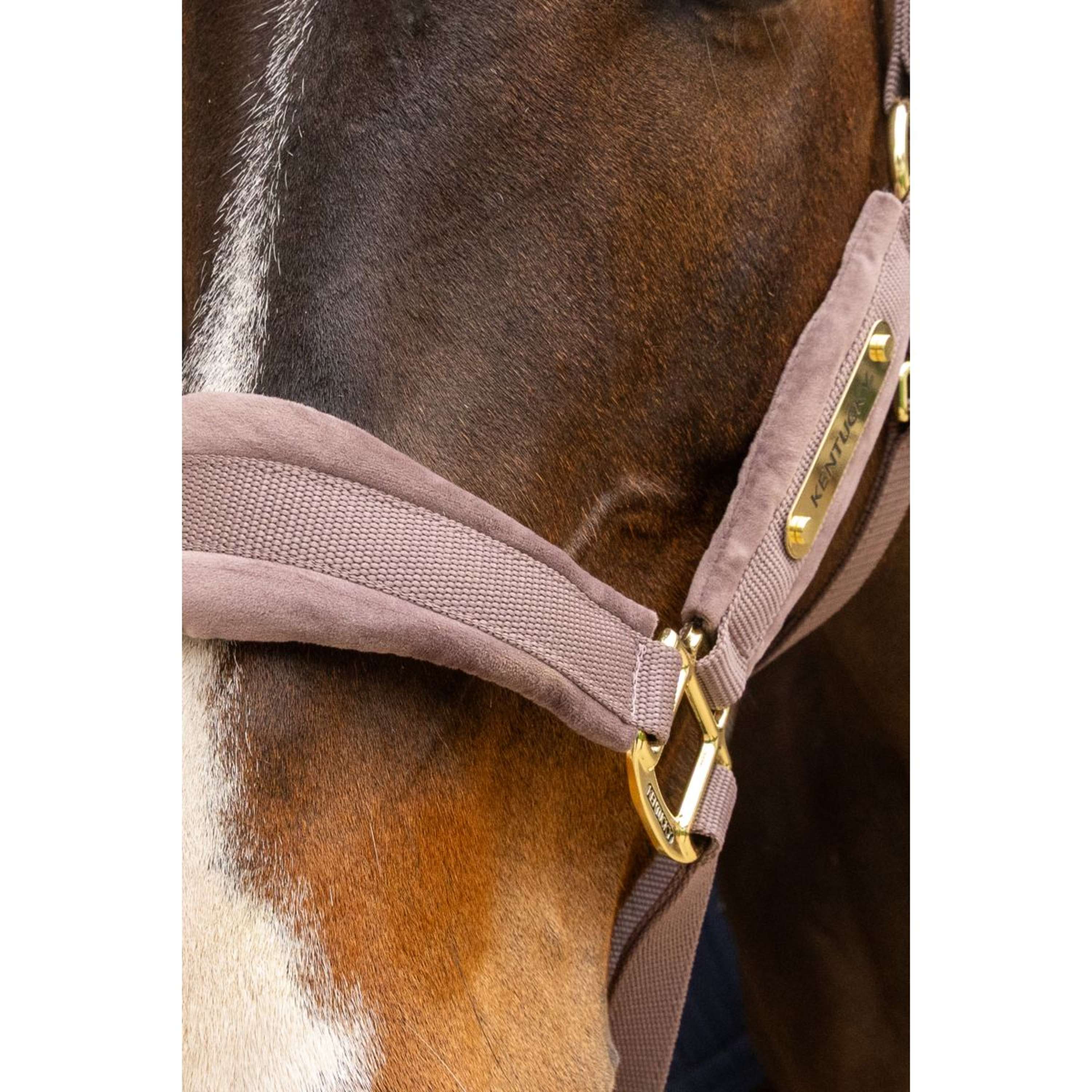 Kentucky Halter Velvet Lilac