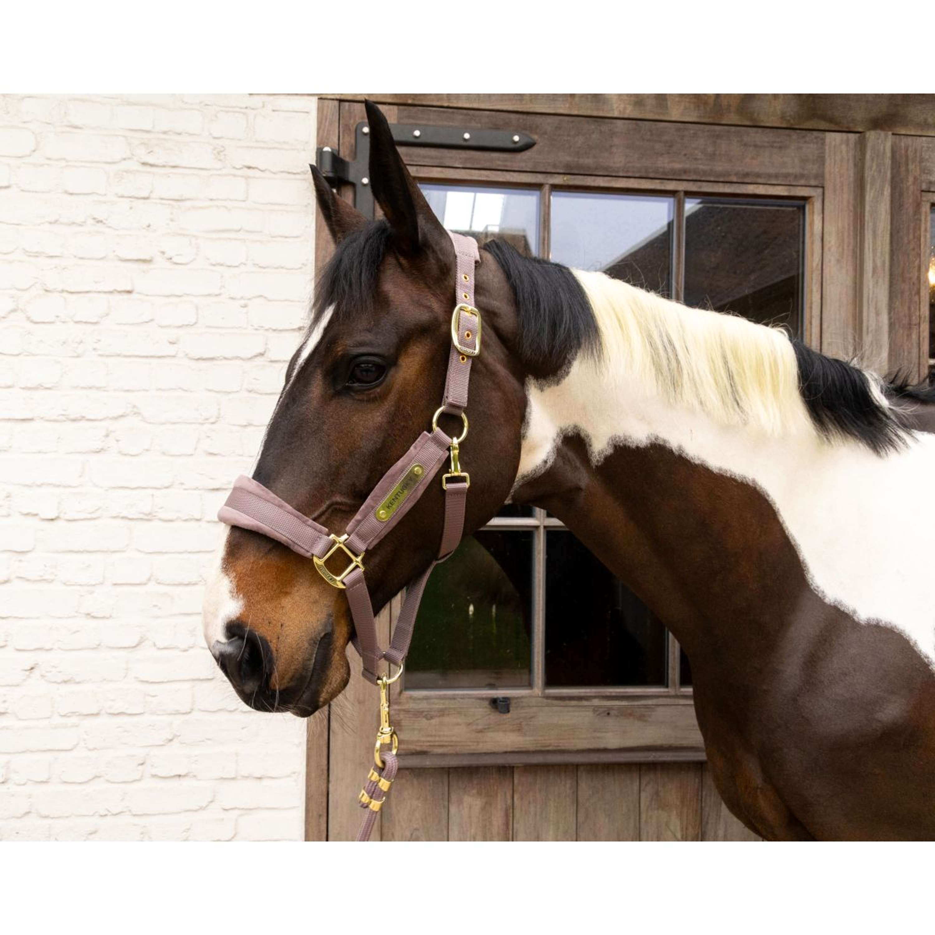 Kentucky Halter Velvet Lilac