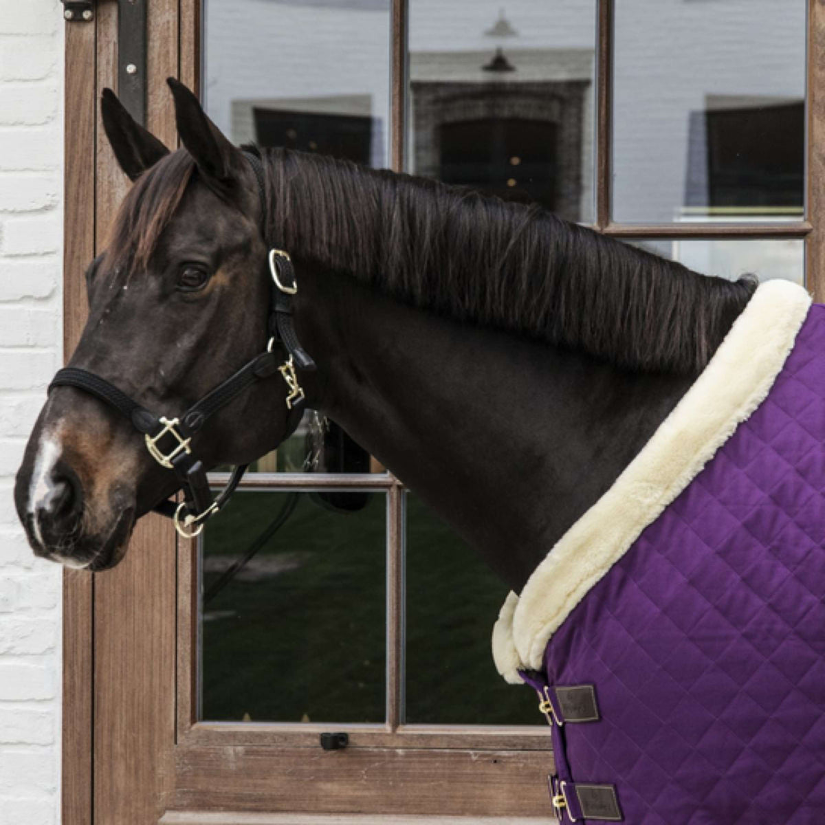 Kentucky Show Rug 160g Purple