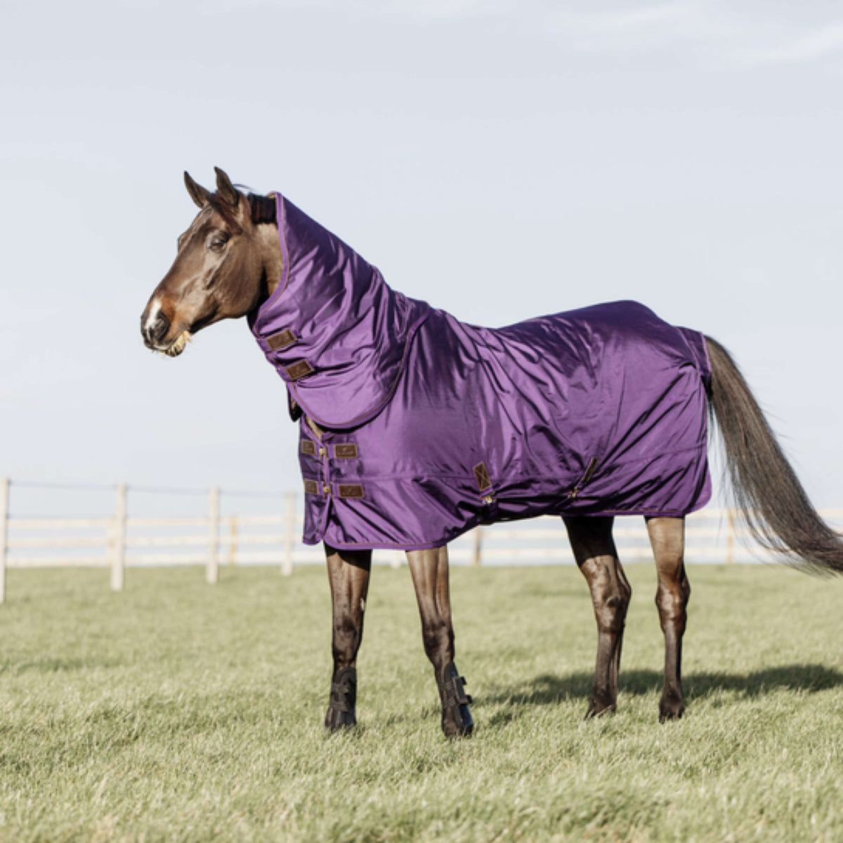 Kentucky Neck Cover All Weather 150g Purple