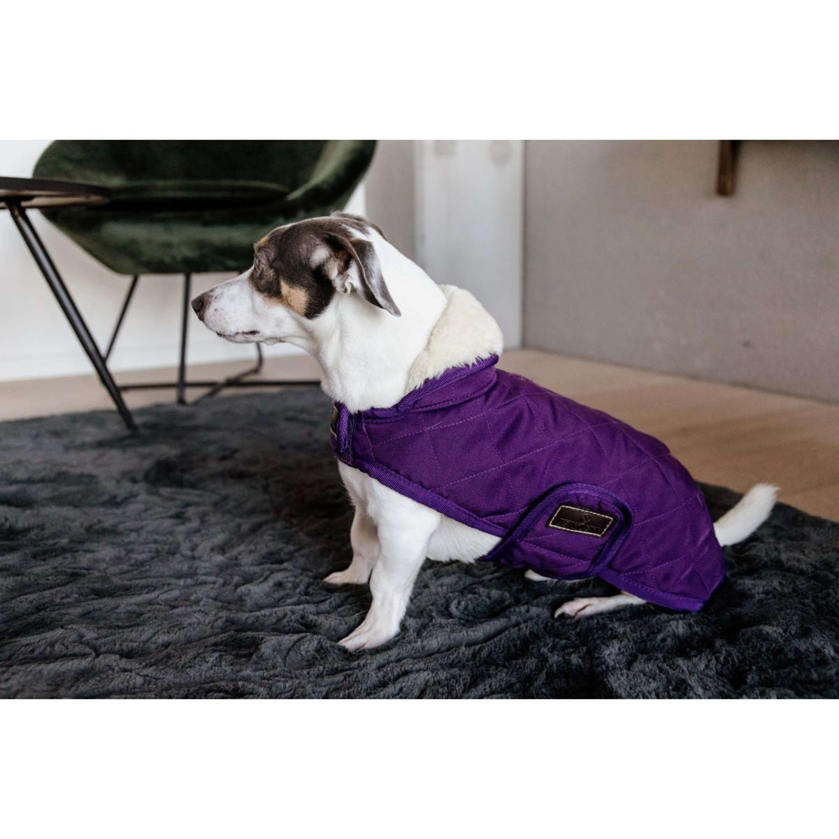 Kentucky Dog Coat Original Royal Purple