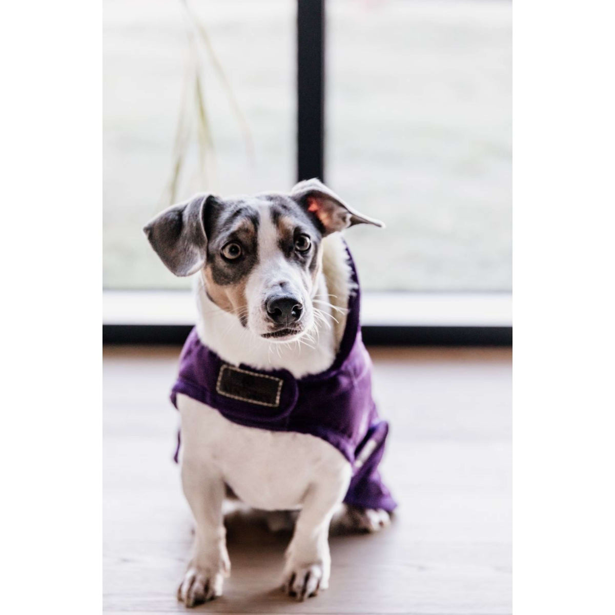 Kentucky Dog Coat Original Royal Purple