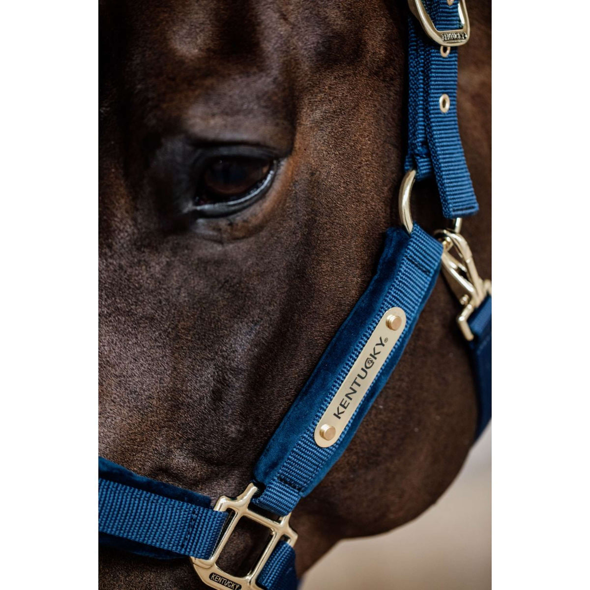 Kentucky Halter Velvet Navy
