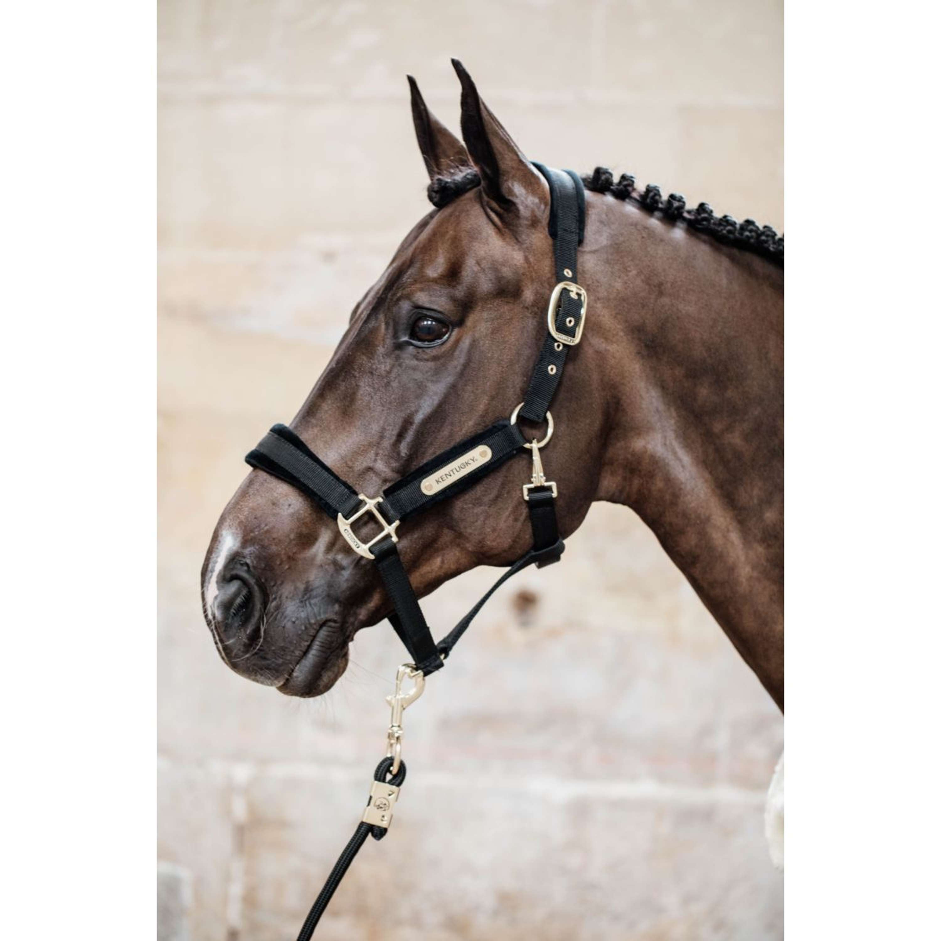 Kentucky Halter Velvet Black