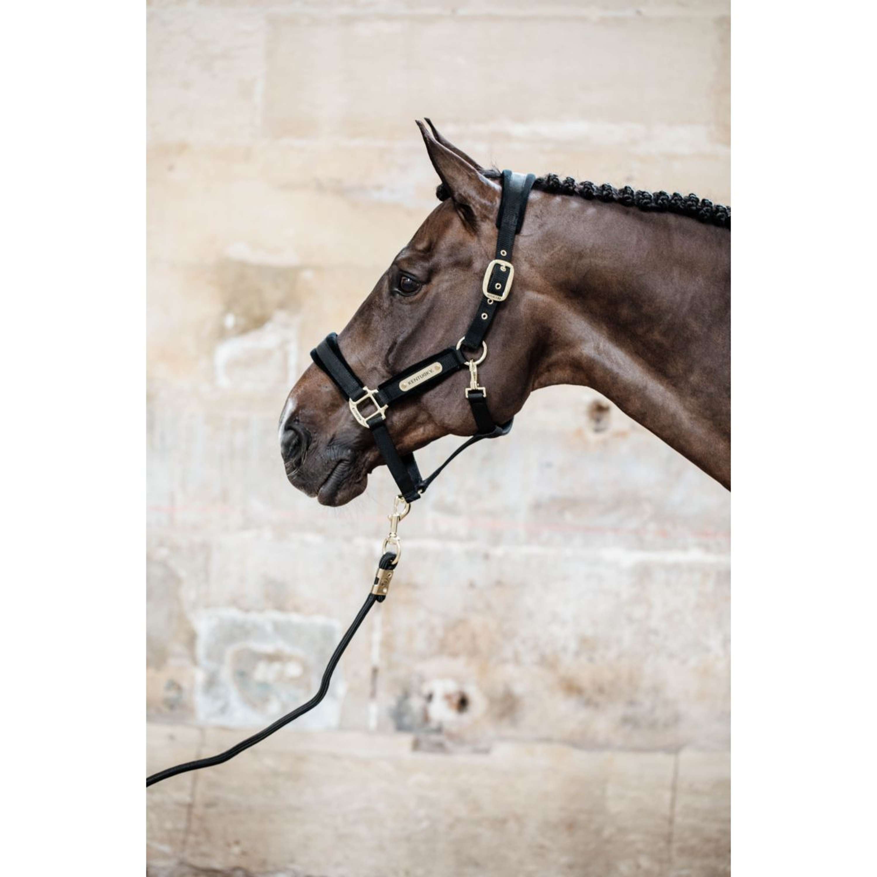 Kentucky Halter Velvet Black