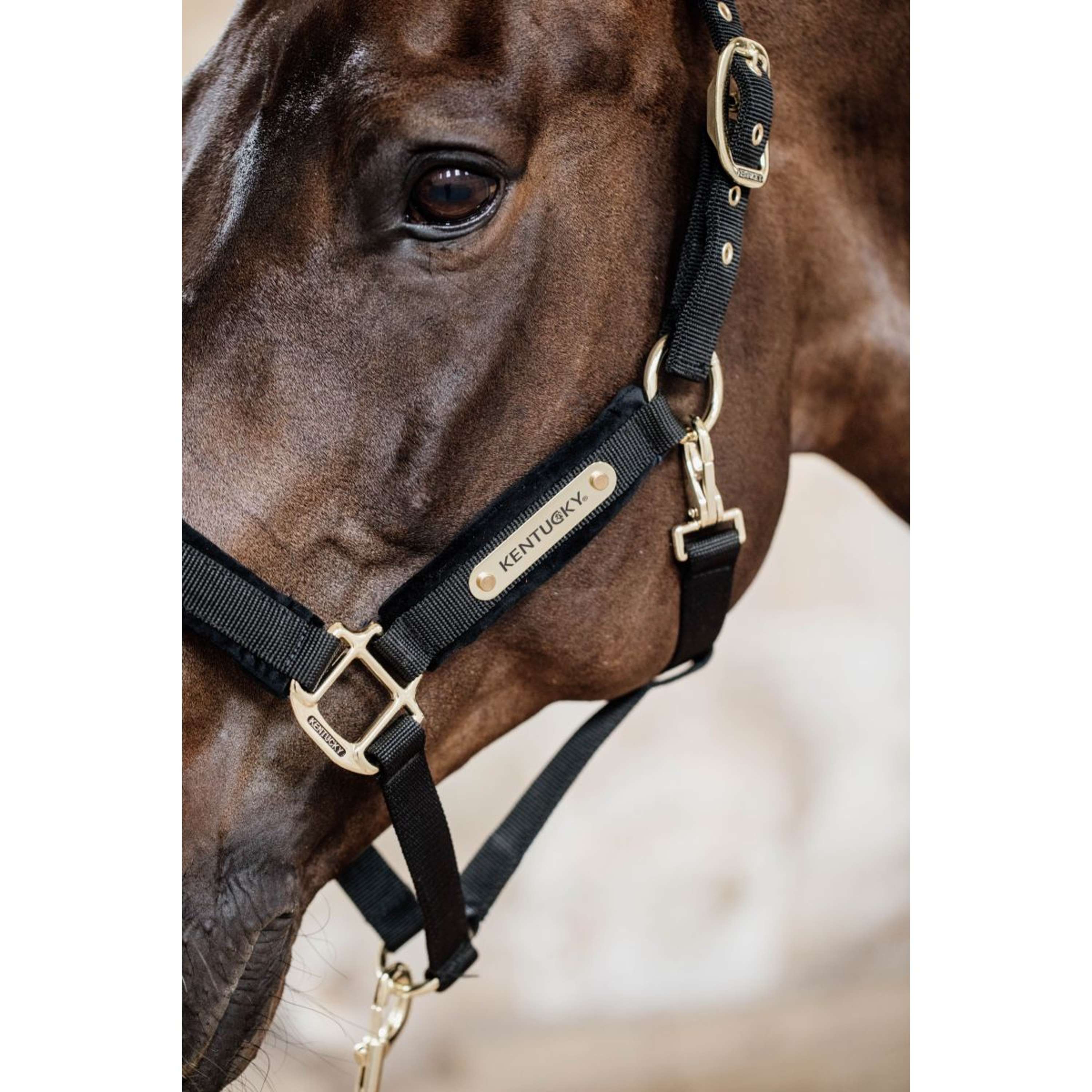 Kentucky Halter Velvet Black