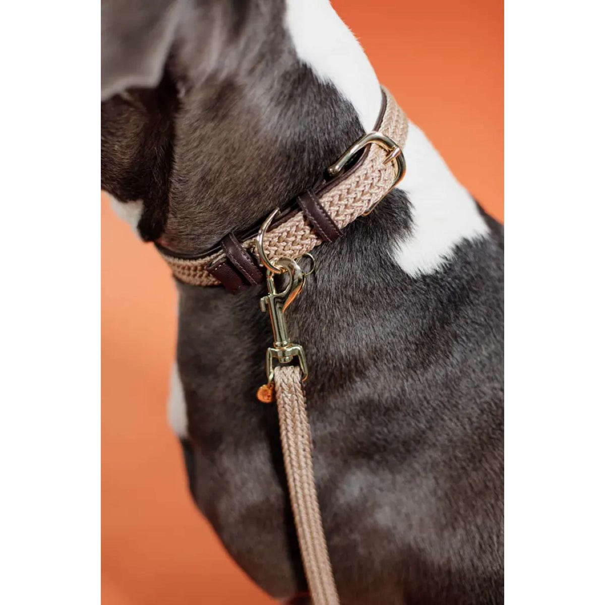 Kentucky Dogwear Presentation Rope Braided Nylon Beige