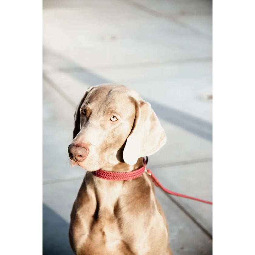 Kentucky Collar Plaited Nylon Bordeaux