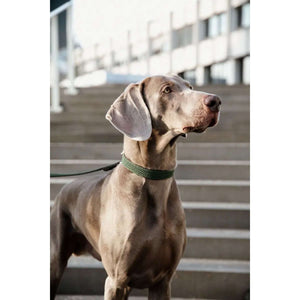 Kentucky Collar Plaited Nylon Olive Green