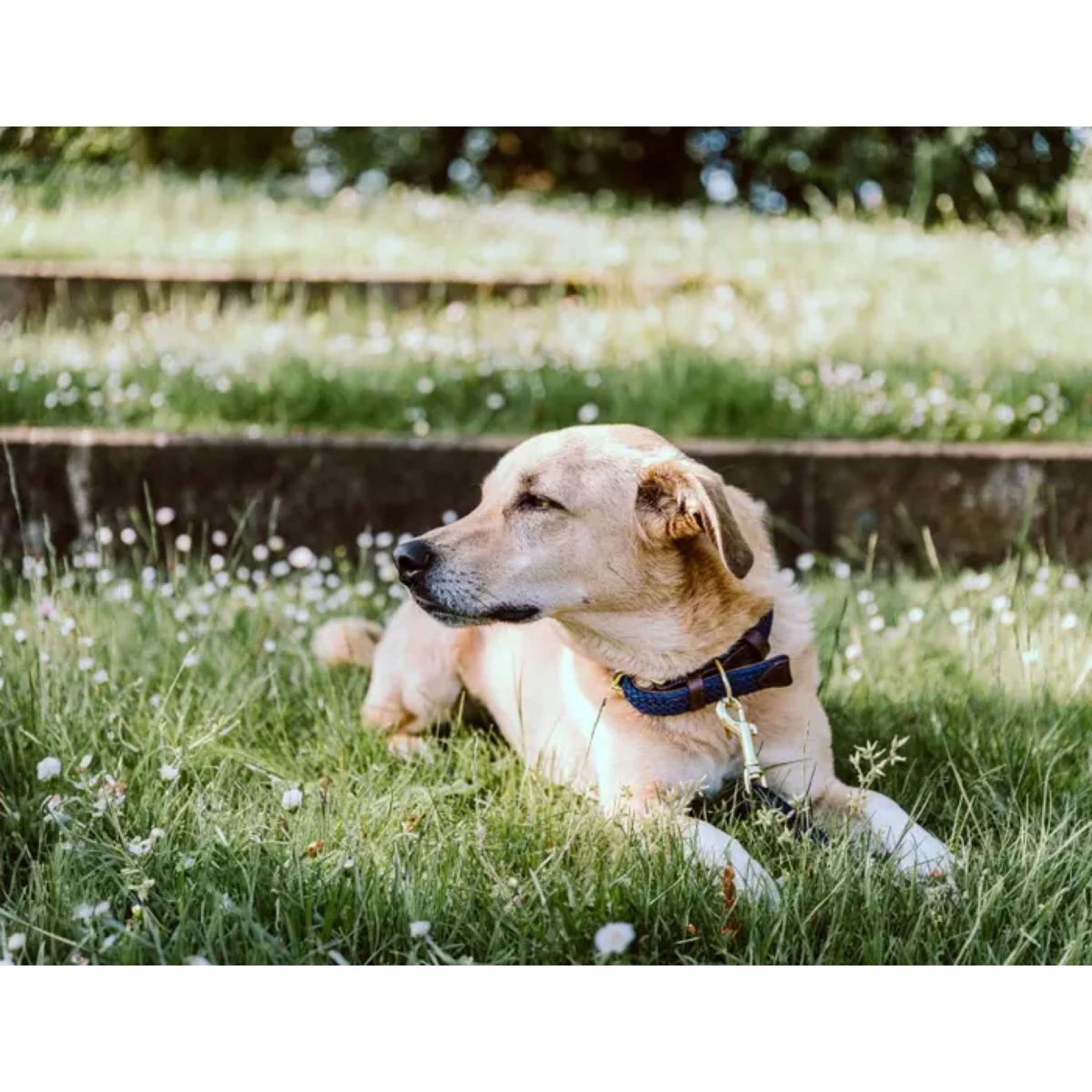 Kentucky Collar Plaited Nylon Navy Kentucky Collar Plaited Nylon Navy