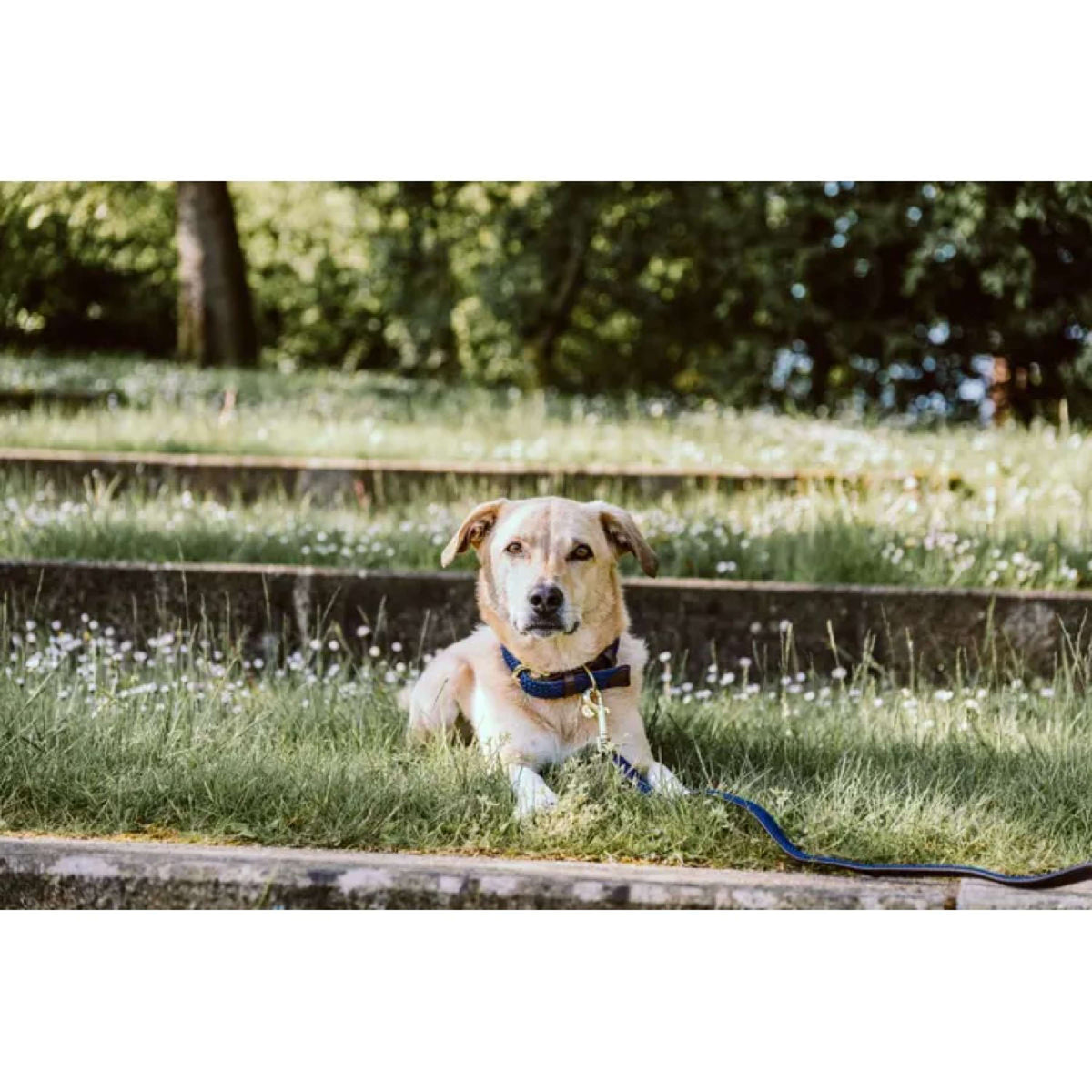 Kentucky Collar Plaited Nylon Navy