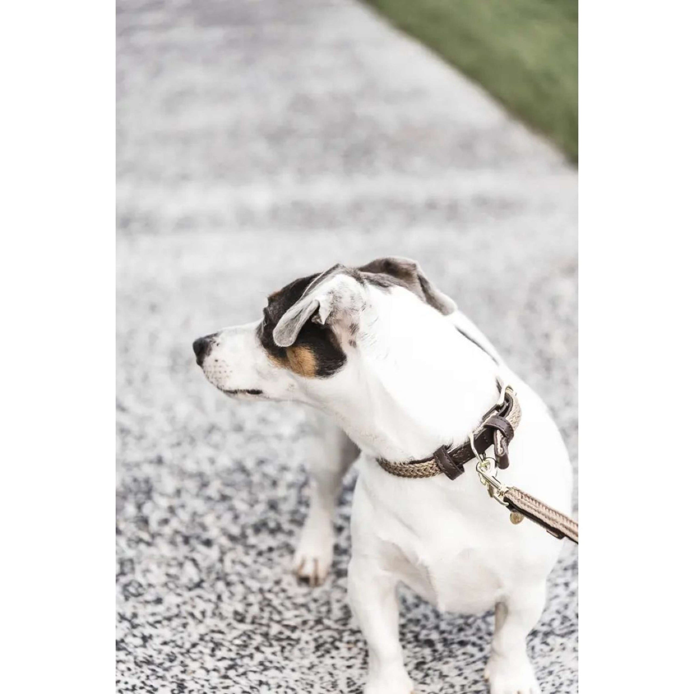 Kentucky Dogwear Presentation Rope Braided Nylon Beige