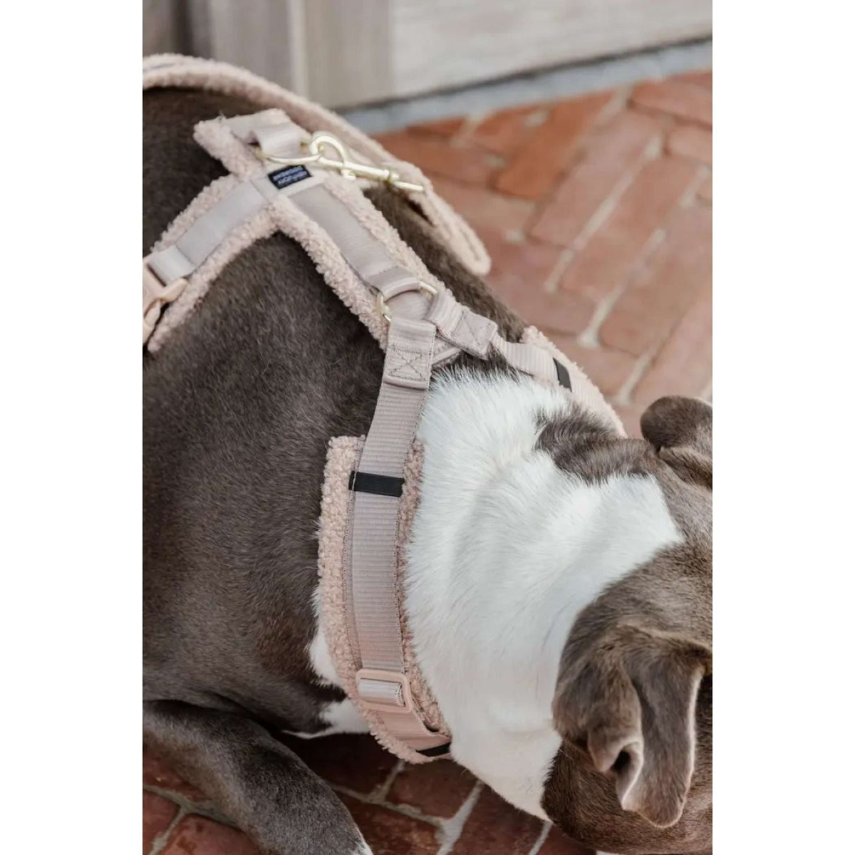 Kentucky Harness Teddy Fleece Beige