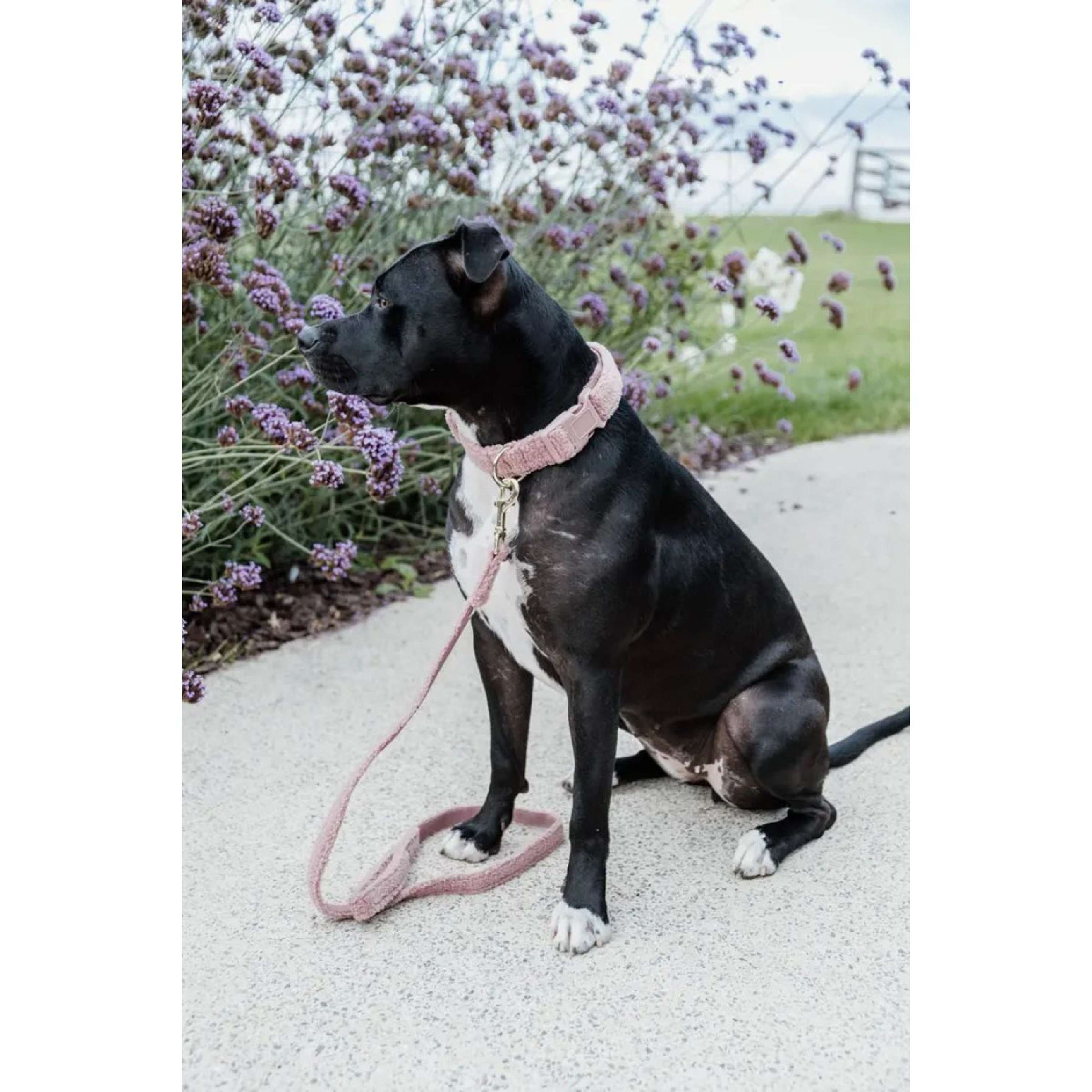 Kentucky Dog Leash Teddy Fleece Old Rose