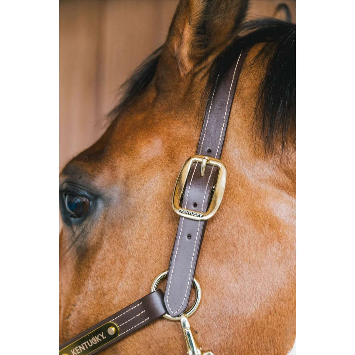 Kentucky Leather Halter Wellington Brown