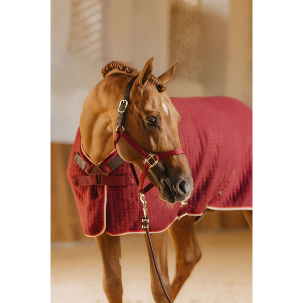 Kentucky Halter Nylon Breakaway Bordeaux