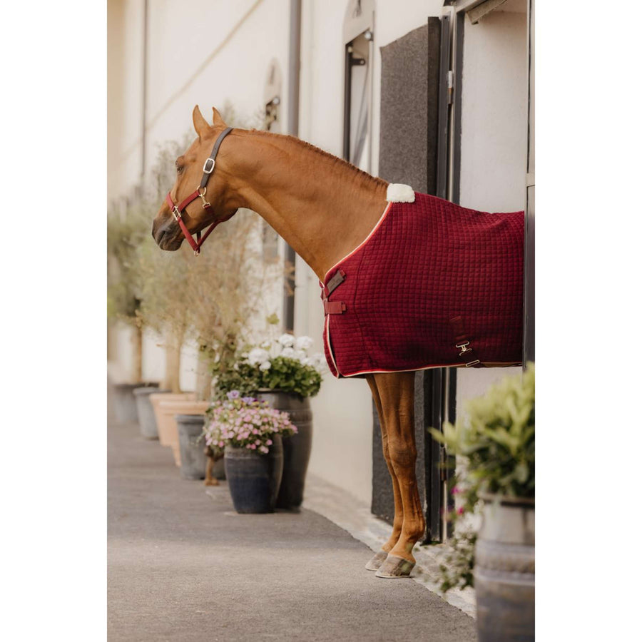 Kentucky Halter Nylon Breakaway Bordeaux