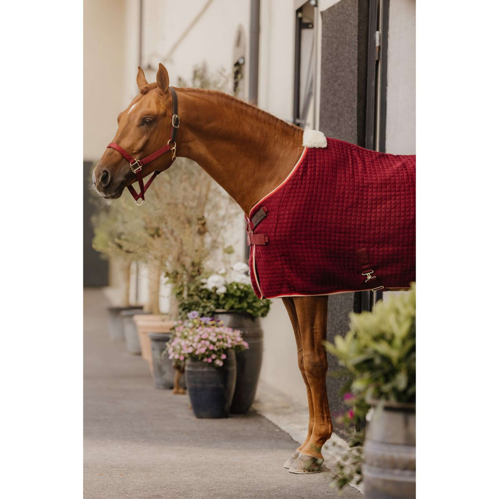 Kentucky Halter Nylon Breakaway Bordeaux