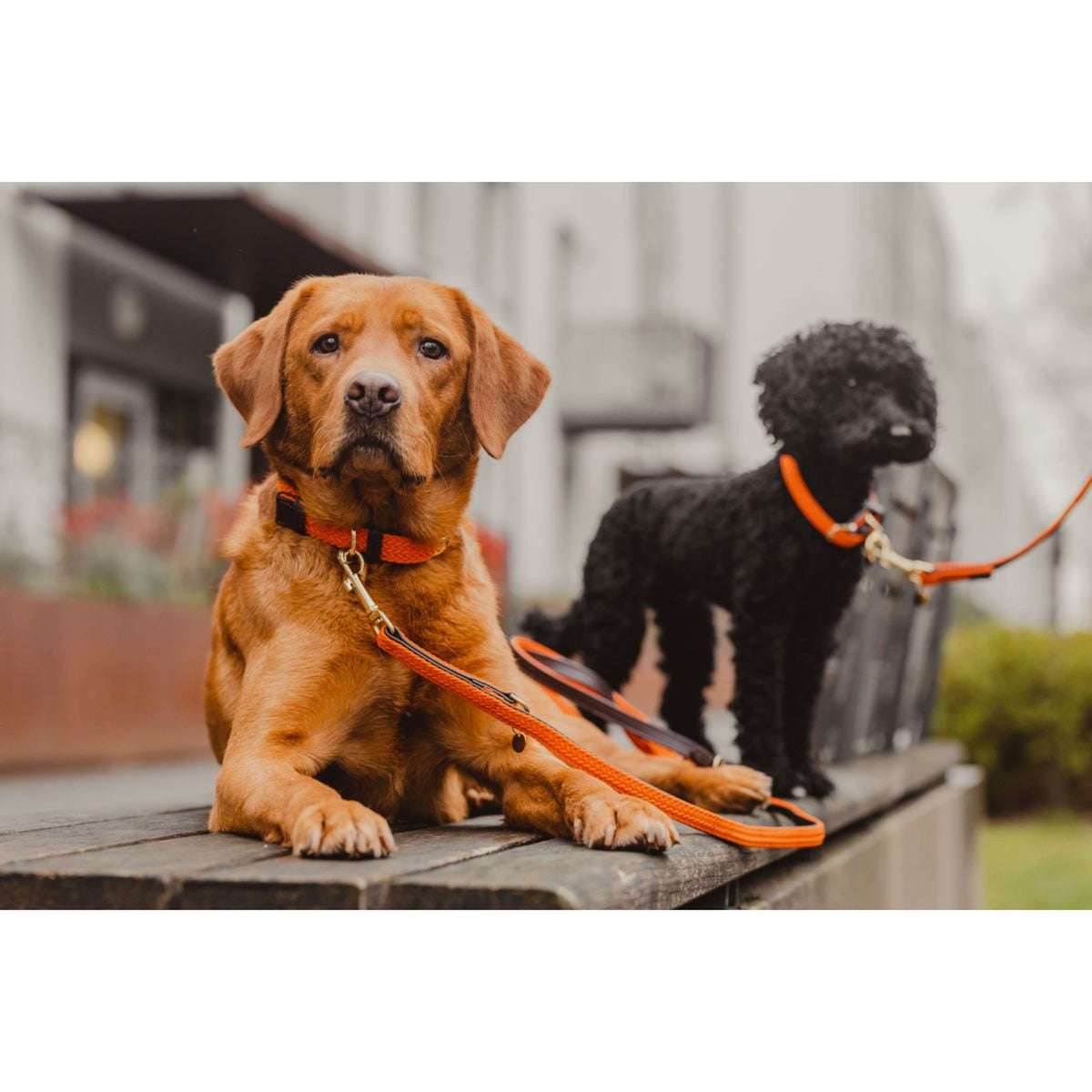 Kentucky Collar Plaited Nylon Orange