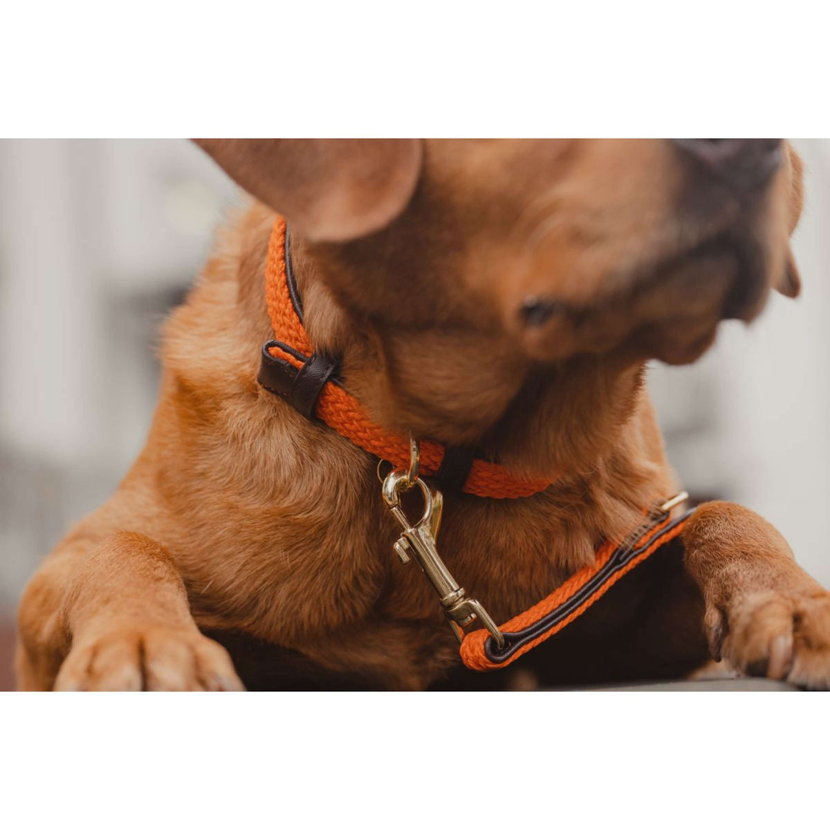 Kentucky Collar Plaited Nylon Orange