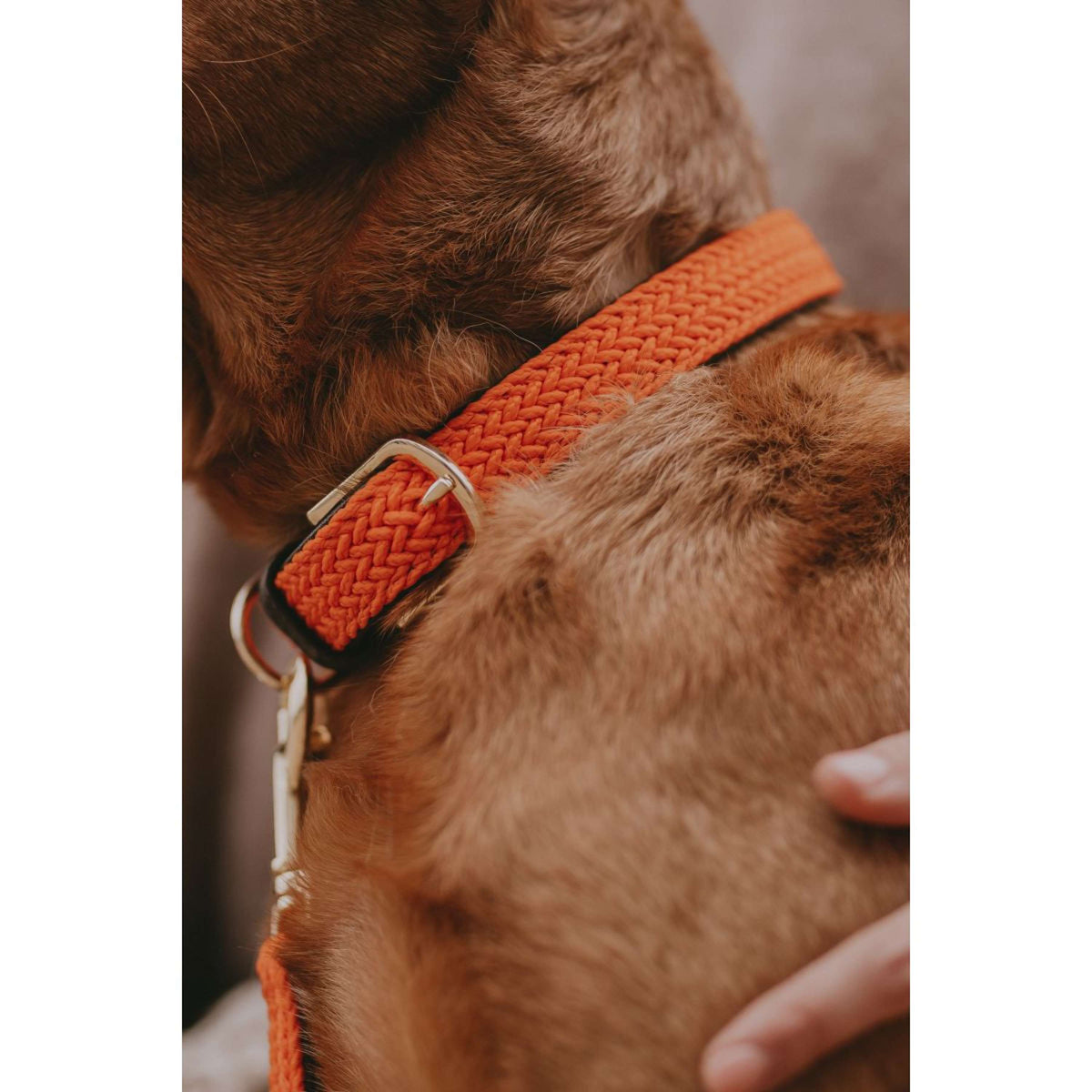 Kentucky Collar Plaited Nylon Orange