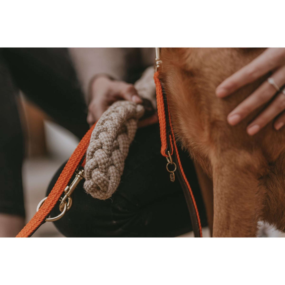 Kentucky Dog Toy Cotton Rope 8 Loop