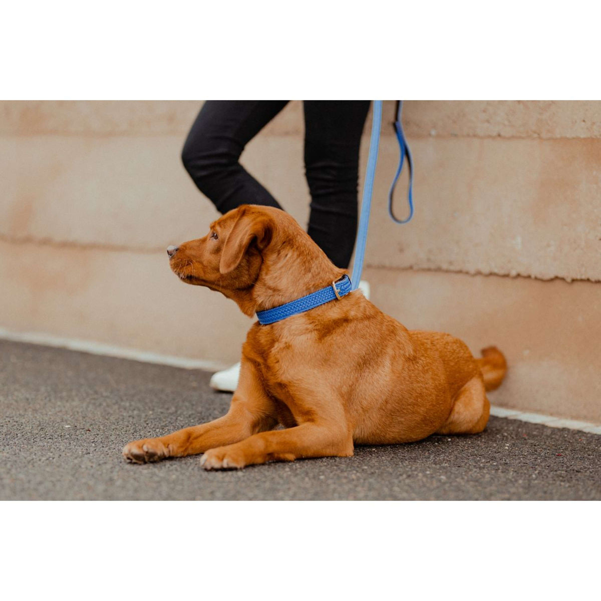 Kentucky Collar Plaited Nylon Lightblue