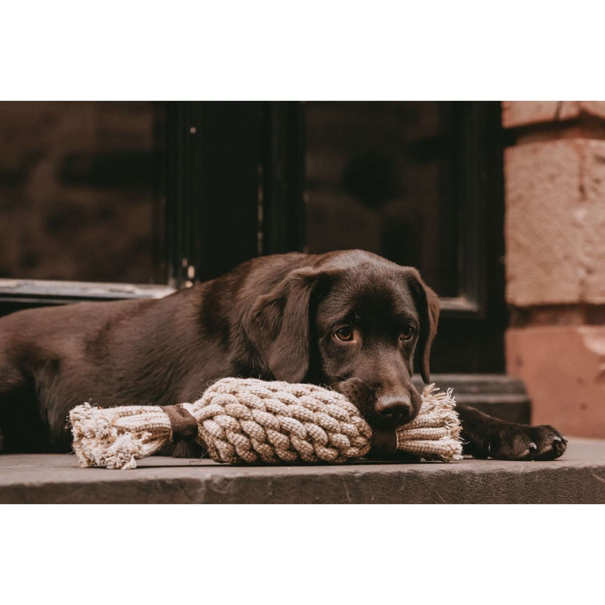 Kentucky Dog Toy Cotton Rope Pineapple