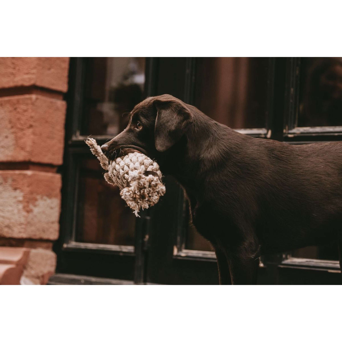 Kentucky Dog Toy Cotton Rope Pineapple