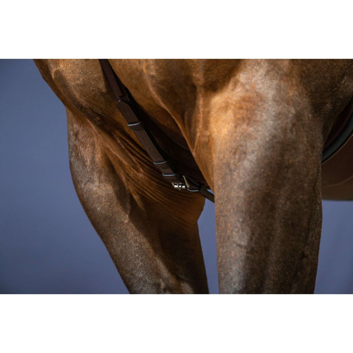 Dyon Chest Buckle Bridge New English Collection Brown