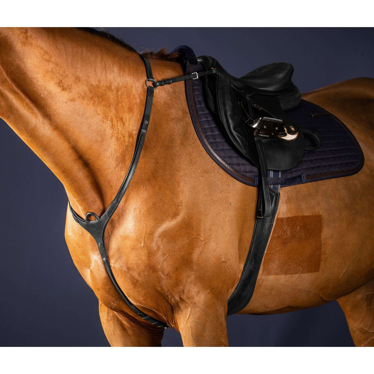 Dyon Chest Buckle Bridge New English Collection Black