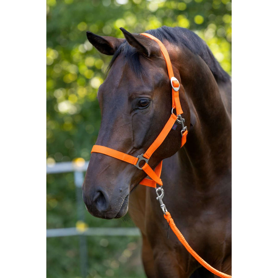 Covalliero Head-Collar Hippo Orange