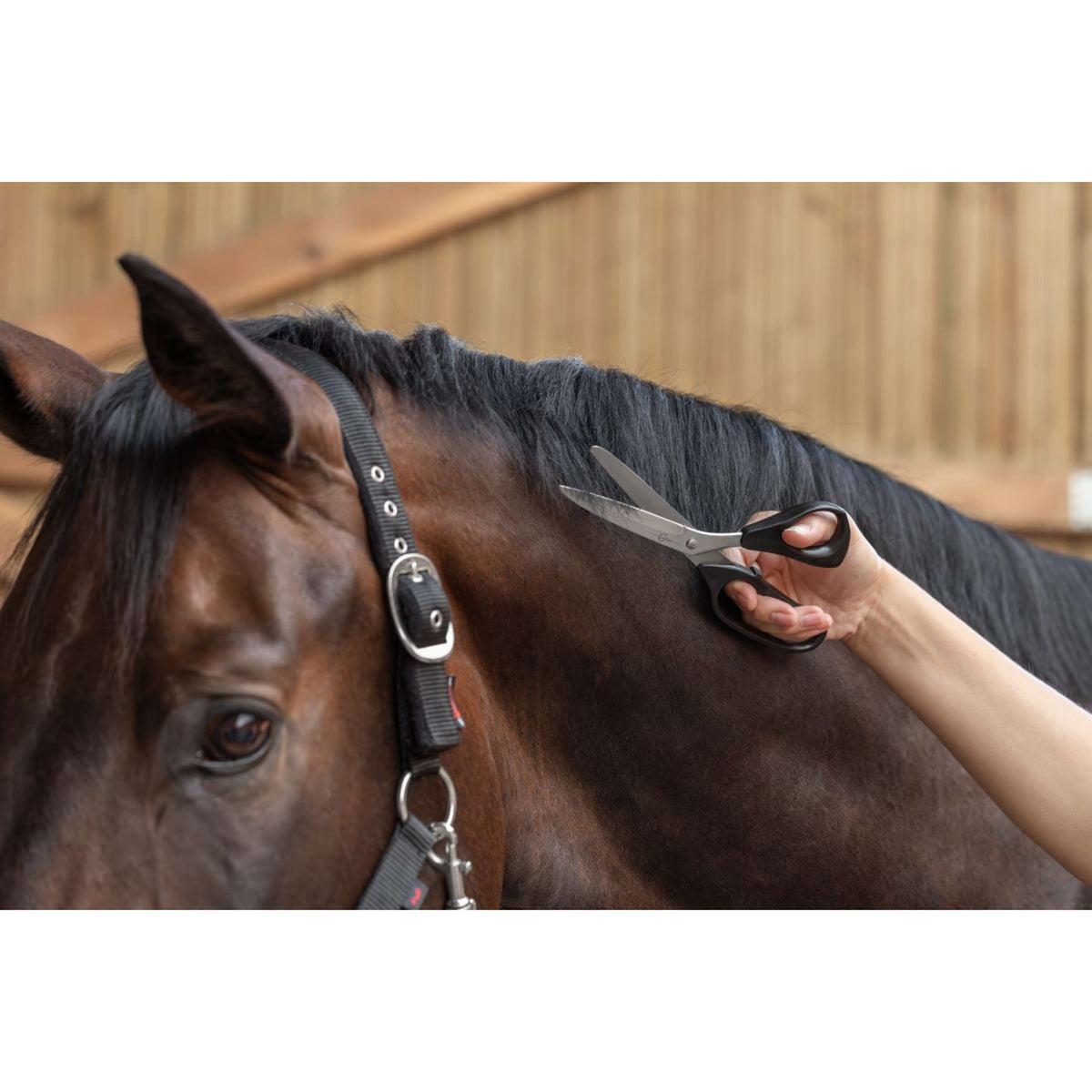 Covalliero Grooming Scissors