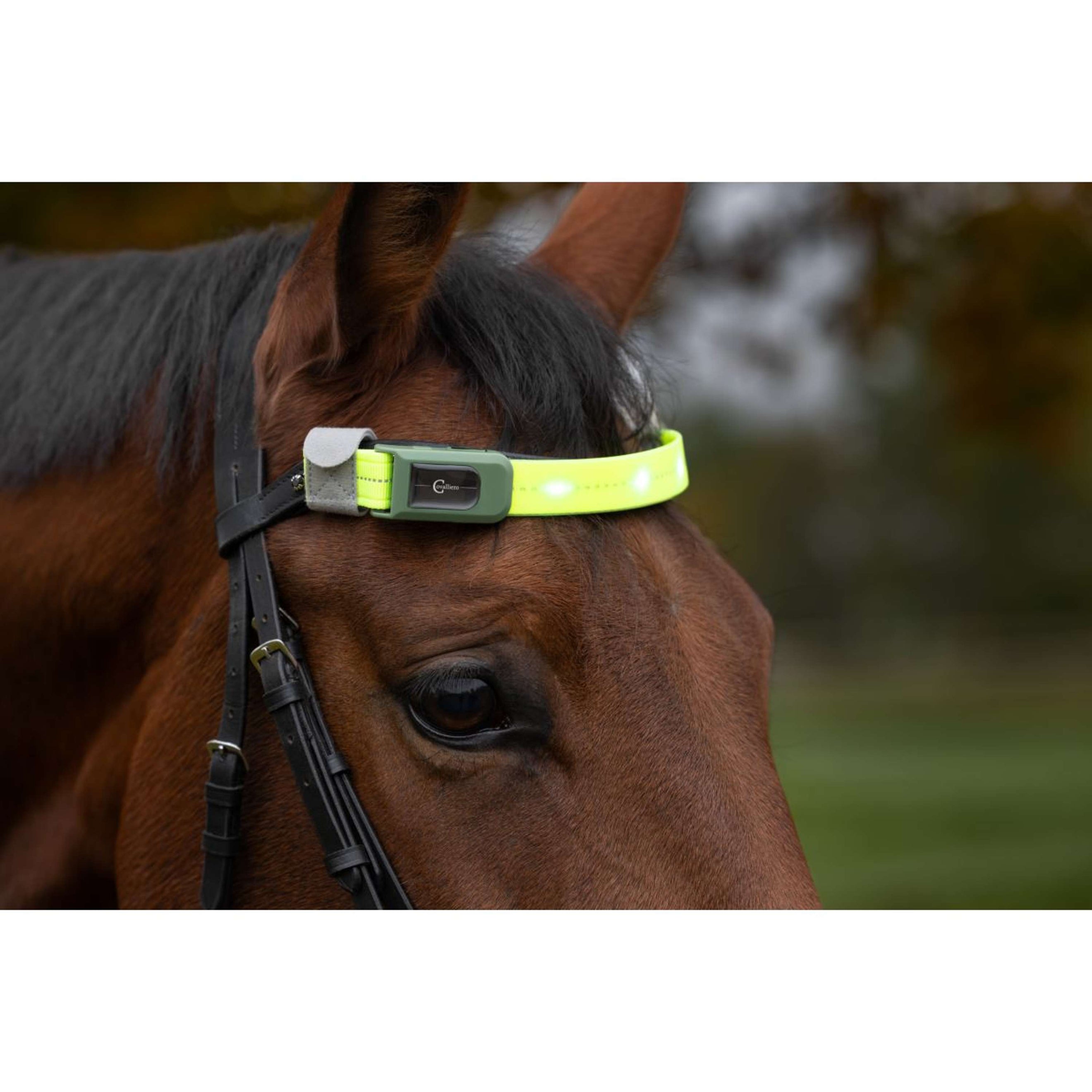 Covalliero Browband Led Reflection